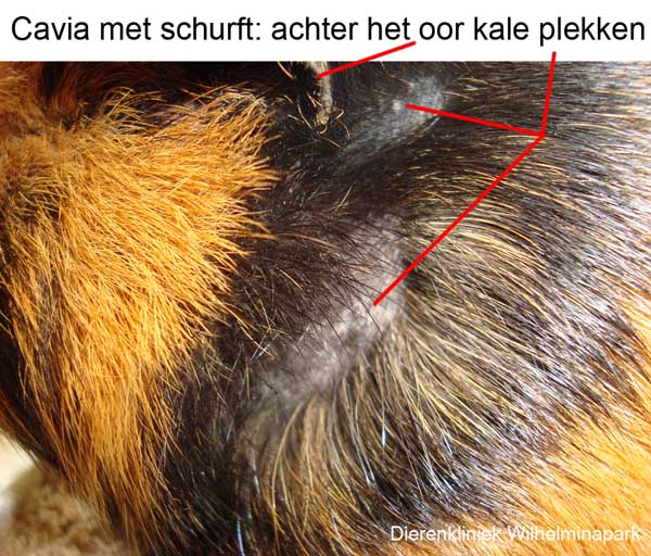 Cavia met schurft deze heeft kale plekken achter het oor